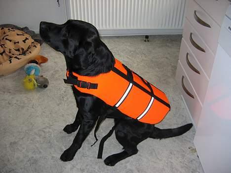 Labrador retriever Nemo - så er jeg klar til at komme med ud og sejle billede 20
