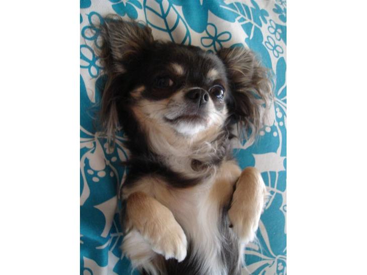 Chihuahua *Gorgeous <3* - Nu 2,8 år og smækker-lækker, hvis man skal sige det selv ;oD billede 1