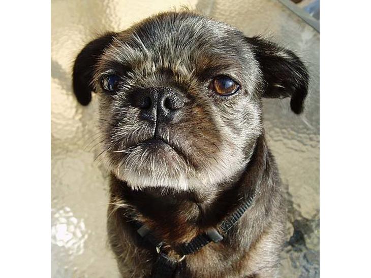 Mops / Griffon.....Otto - Jeg er cool 2007 billede 1
