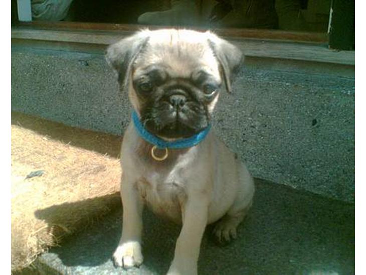 {{currentPhoto.altText}} billede {{currentPhoto.number}}