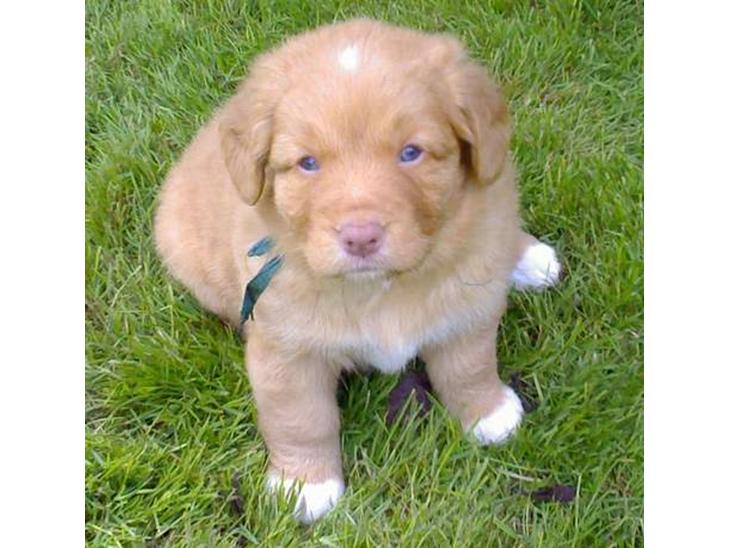 Nova scotia duck tolling retriever Sigurd - Ved vores første møde med Sigurd, var han bare 5 uger og satte sig pænt til rette for fotografen billede 1