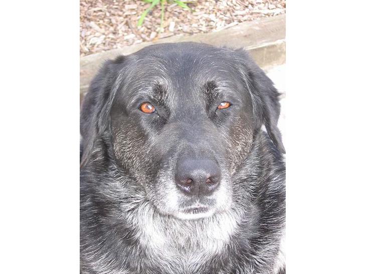 Labrador retriever Bøffe R.I.P - Er blevet meget gråhåret her på det sidste billede 1