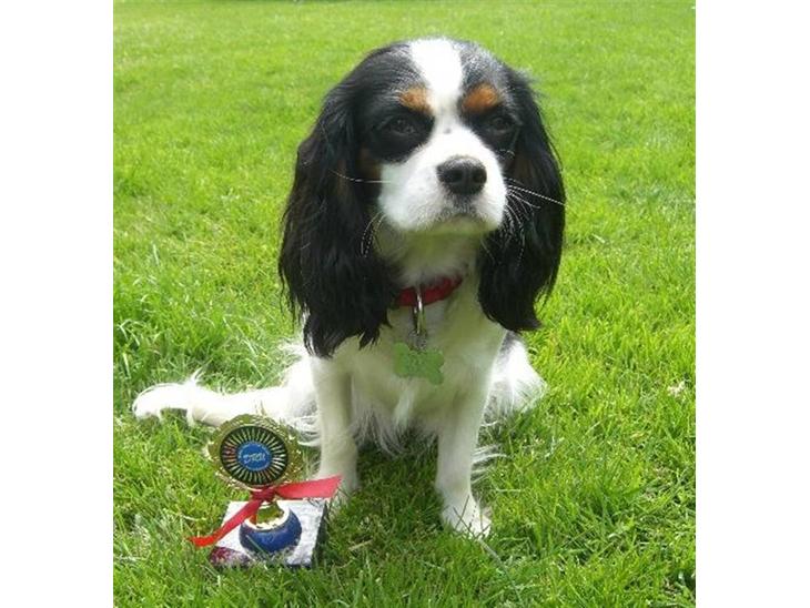 Cavalier king charles spaniel Freja ( RIP) - Frejas første hundeudstilling i  DRU i Nyborg, hun er 12 måneder gammel. billede 1