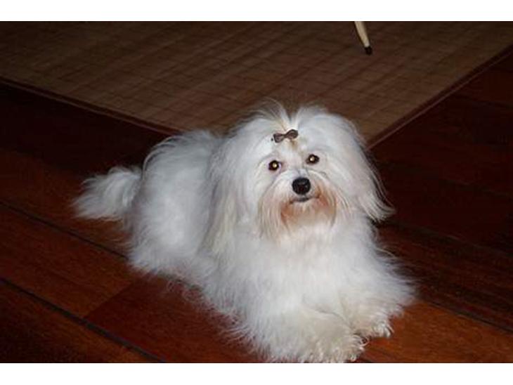 Coton de tulear St. Torøjes Mischa billede 1