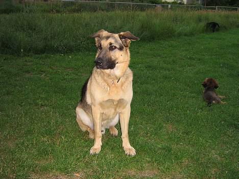 {{currentPhoto.altText}} billede {{currentPhoto.number}}