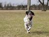 Engelsk setter Donna 1995-2009