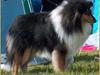 Collie langhåret Rambo