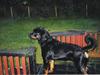 Rottweiler Bjørn