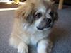 Tibetansk spaniel Follow Cespas Polly Pop