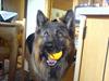 Schæferhund Hafran's Tasso 015