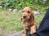 Cocker spaniel Smilla
