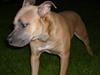 Amerikansk staffordshire terrier Ginous