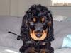 Cocker spaniel Cockerhusets Asterix