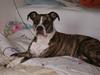 Amerikansk staffordshire terrier xena