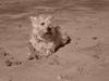 West highland white terrier Buffy