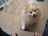 Pomeranian sandy