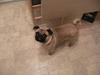 Mops charlie