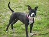 Amerikansk staffordshire terrier - Chili