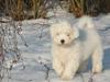 Coton de tulear Bianca