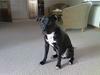Amerikansk staffordshire terrier Conrad