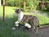 Amerikansk bulldog Aro R.I.P.