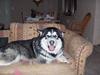 Alaskan malamute Cato