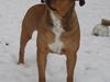 Blanding af racer TIMON "BULLROT"   R.I.P.