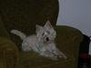 West highland white terrier Oscar