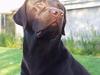 Labrador retriever Madumbjergs Magic Mas....