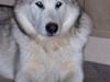Alaskan malamute Urd
