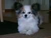 Papillon Bonnie