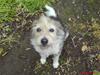 Parson russell terrier Chili R.I.P-  <3 [ Himmelhund]