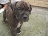 Amerikansk staffordshire terrier Chico
