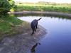 Labrador retriever Balder