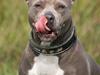 Amerikansk staffordshire terrier mille