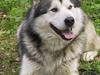 Alaskan malamute Lano #død 2008#