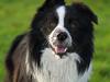 Border collie Kojima's Cool CaMiki