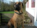 Boerboel BOELSPLAAS KONG ARTHUR