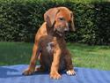 Rhodesian ridgeback Diata