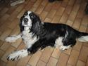 Engelsk springer spaniel Láttie