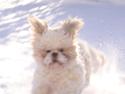 Shih tzu Georg