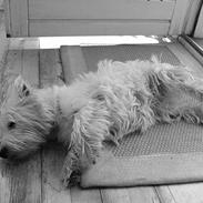 West highland white terrier Sisse