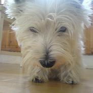 West highland white terrier Sisse