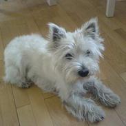 West highland white terrier Sisse