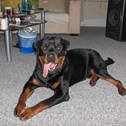 Rottweiler Laban