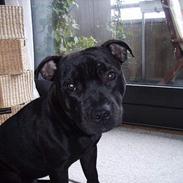 Staffordshire bull terrier victor