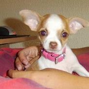 Chihuahua Chanel