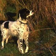 Engelsk setter Donna 1995-2009