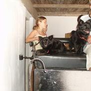 Pomeranian Chippo (R.I.P)