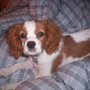 Cavalier king charles spaniel Maggie